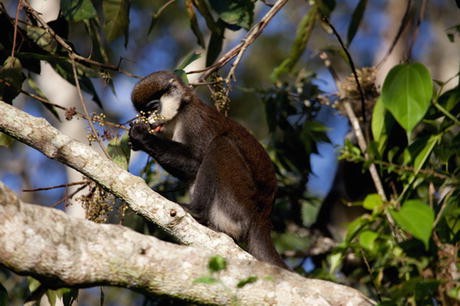 Fragments and Food: Red-Tailed Monkey Abundance in Privately Owned Forest  Fragments of Central Uganda | SpringerLink