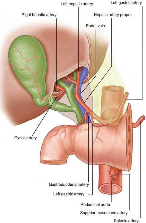 Anatomy And Development Of The Liver Springerlink