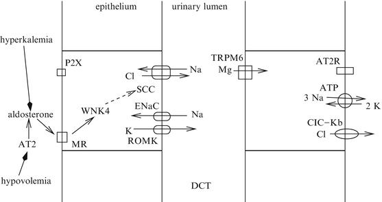 Cardiovascular Physiology | Springer Nature Link