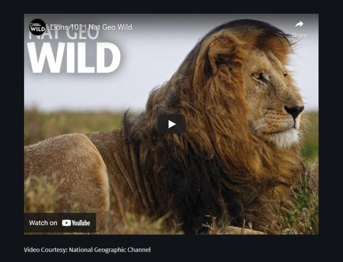 Lions 101  Nat Geo Wild 