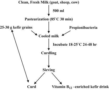 Bioenrichment of Vitamin B12 in Fermented Foods | SpringerLink