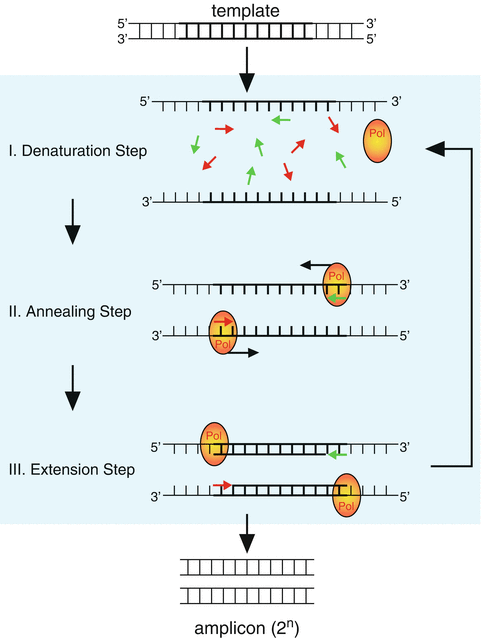 PCR (Polymerase Chain Reaction) extension on Make a GIF