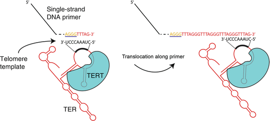 Nucleus and Genome: Telomeres | SpringerLink