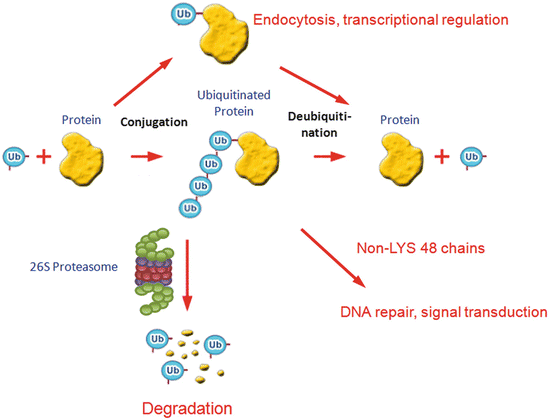 UBR2 mediates transcriptional silencing during spermatogenesis via histone  ubiquitination