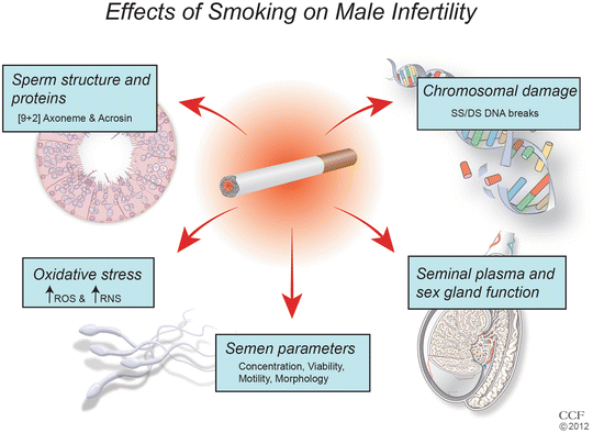 The Effect of Smoking on Male Infertility