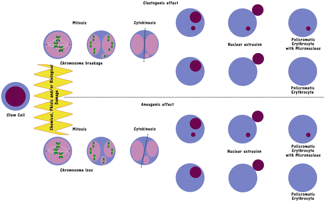 In Vivo Rat Micronucleus Test - STEMart