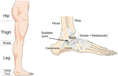 Leg, Foot, and Ankle Injury Biomechanics