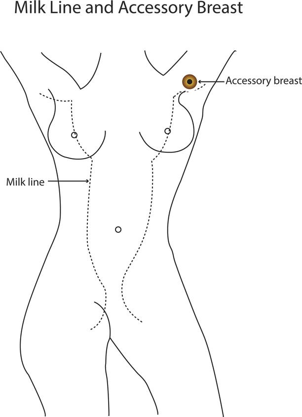 Breast | SpringerLink