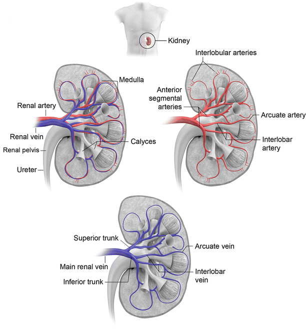 Cross-Sectional Imaging of the Kidney