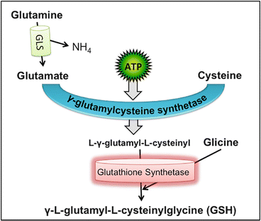 Glutamine and Skeletal Muscle