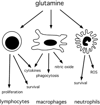 Glutamine Uptake and Immunomodulation: An Overview | SpringerLink