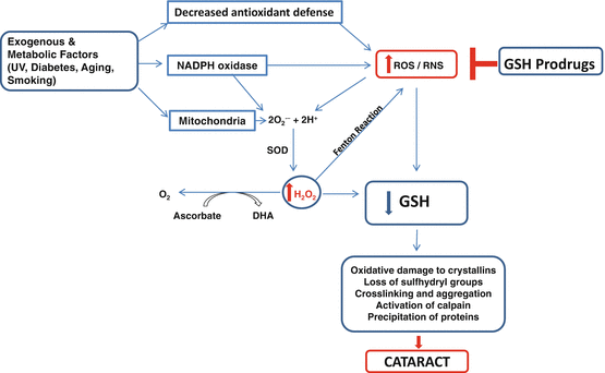 glutathione and cataracts Antioxidant Defense Network in the Lens and Benefits of Glutathione  Prodrugs in Cataracts