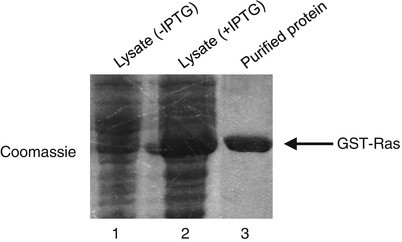 Glutathione-S-Transferase (GST)-Fusion Based Assays for Studying Protein- Protein Interactions | Springer Nature Link Glutathione-S-Transferase (GST)-Fusion Based Assays for Studying Protein- Protein Interactions | Springer Nature Link
