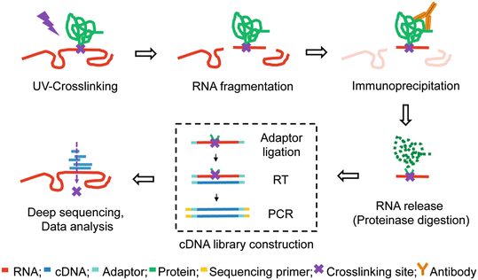 Mapping RNA Interactions to Proteins in Virions Using CLIP-Seq |  SpringerLink