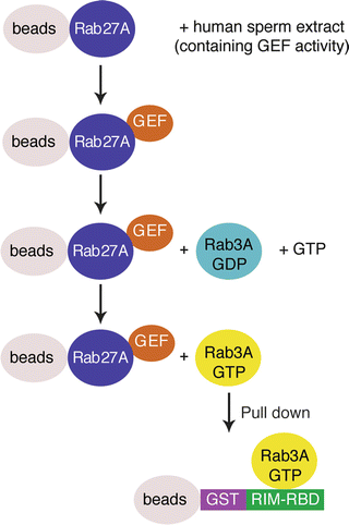 glutathione bb lab The ESEV PDZ-Binding Motif of the Avian Influenza A Virus NS1 Protein  Protects Infected Cells from Apoptosis by Directly Targeting Scribble main image 0