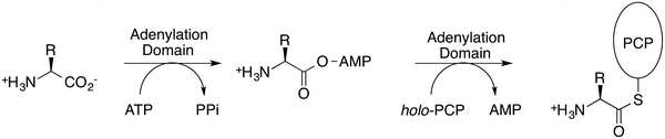 Subdomain dynamics enable chemical chain reactions in non-ribosomal peptide  synthetases