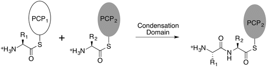 Subdomain dynamics enable chemical chain reactions in non-ribosomal peptide  synthetases