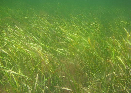 Manatees and Meadows: The Remarkable Seagrass Habitats of the Florida  Panhandle - The National Wildlife Federation Blog
