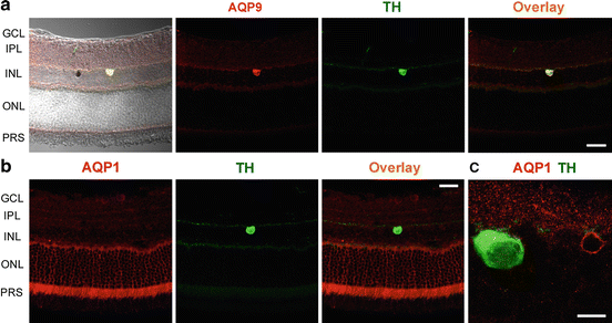 figure 25