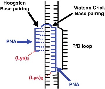 A) Pseudocomplementary pairing of nA and sT. (B) A double D-loop