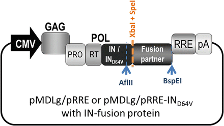 Flanking-sequence exponential anchored–polymerase chain reaction  amplification: a sensitive and highly specific method for detecting  retroviral integrant–host–junction sequences - Cytotherapy