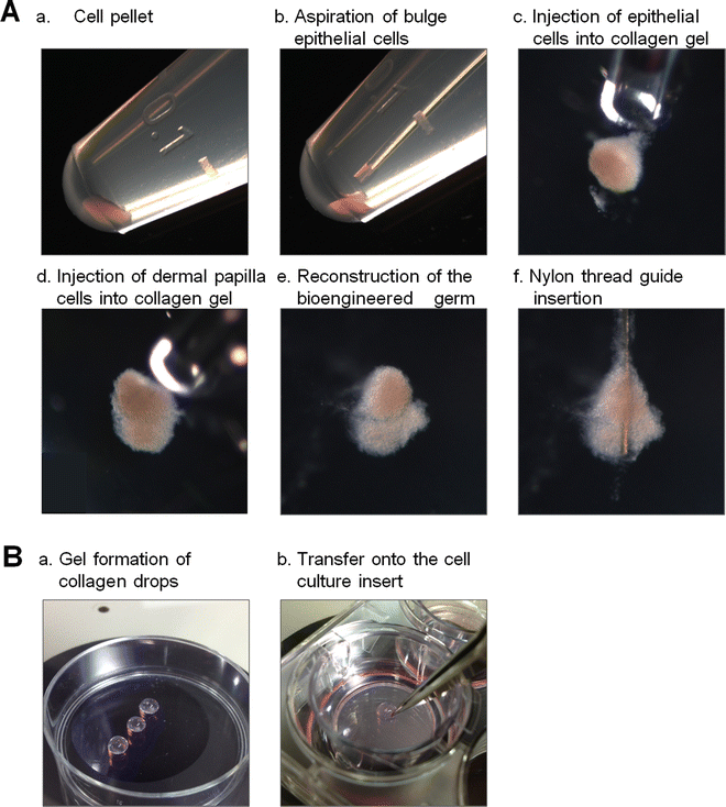 Hair Follicle Regeneration by Transplantation of a Bioengineered Hair Follicle Germ | SpringerLink Hair Follicle Regeneration by Transplantation of a Bioengineered Hair Follicle Germ | SpringerLink