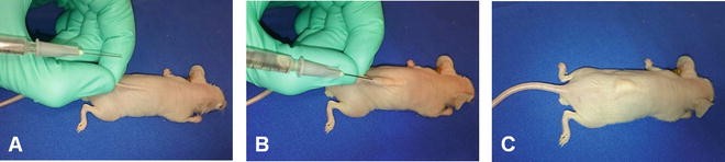 subcutaneous injection in mice