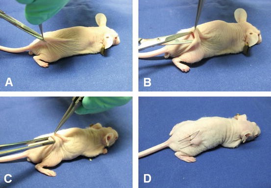 subcutaneous injection in mice