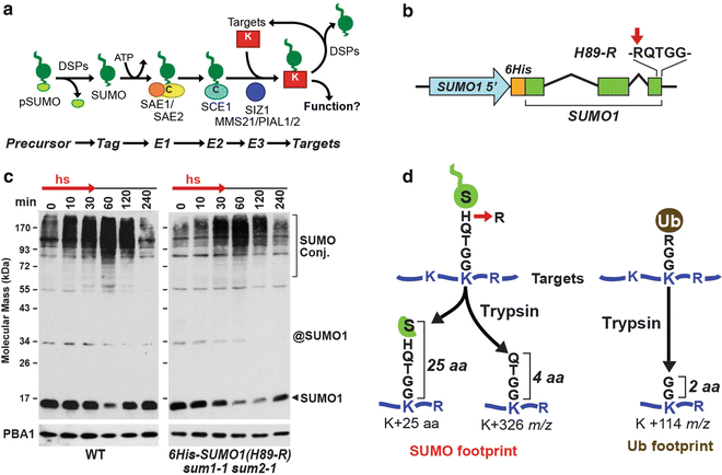 Purification of bulk SUMO conjugates from yeast. A, schematic of the