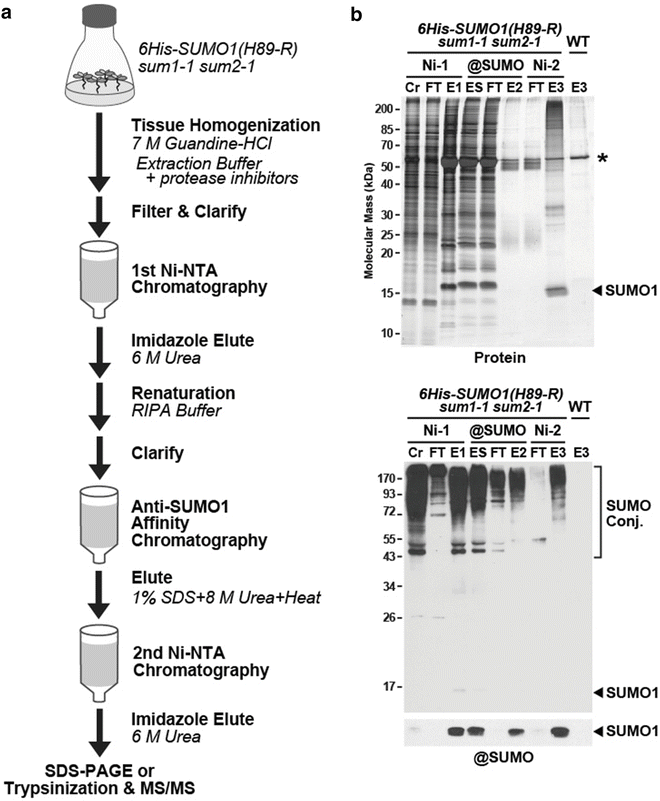 Purification of bulk SUMO conjugates from yeast. A, schematic of the