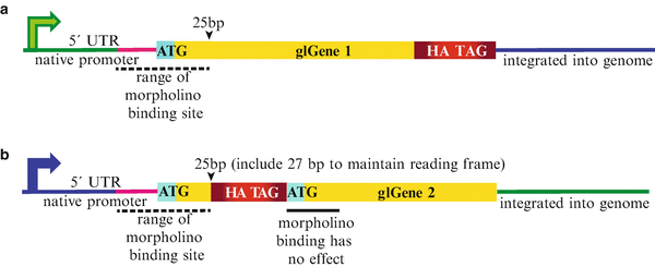 Oni matrix/Translation effort - OniGalore