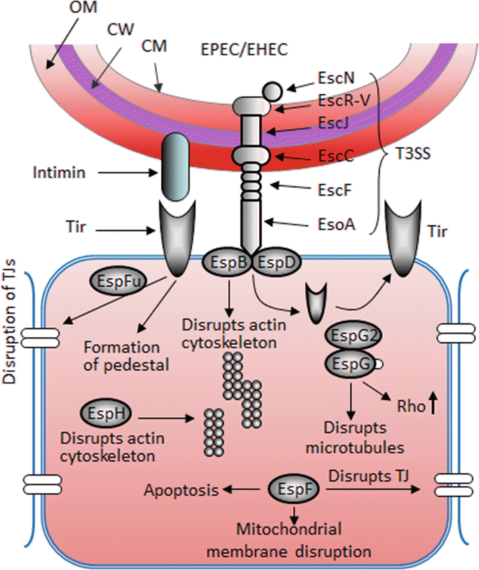 Escherichia Coli SpringerLink, 49% OFF | mosaic-lille.fr