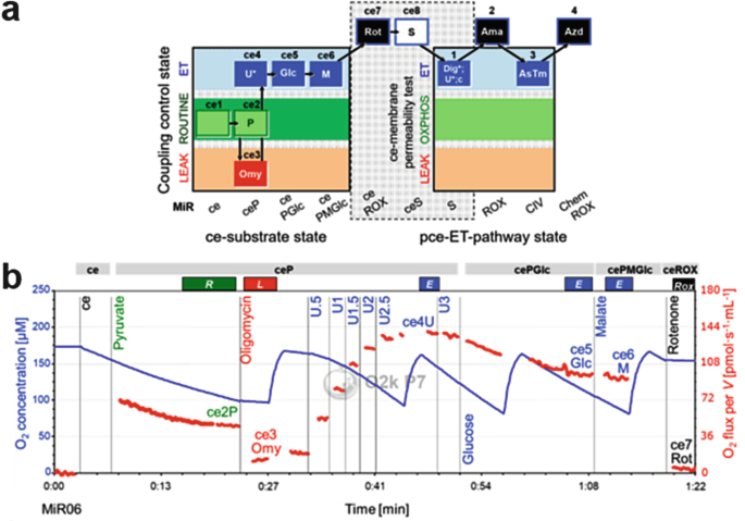 Fatty acid oxidation pathway control state - Bioblast