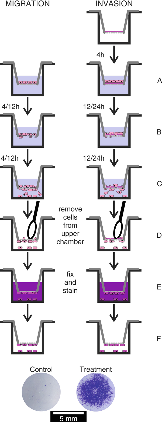 Murine and Human Mammary Cancer Cell Lines: Functional Tests | SpringerLink