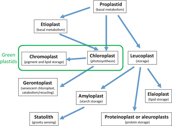 Main structural features of the chloroplasts (plastids) in different