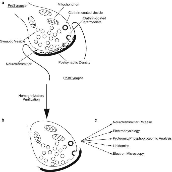 Preparation of Synaptosomes from Mammalian Brain by Subcellular  Fractionation and Gradient Centrifugation | SpringerLink