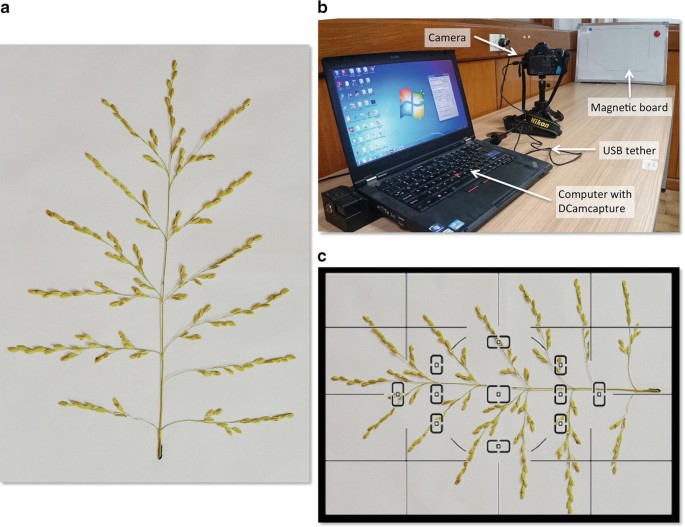 Novel Imaging Techniques to Analyze Panicle Architecture | SpringerLink