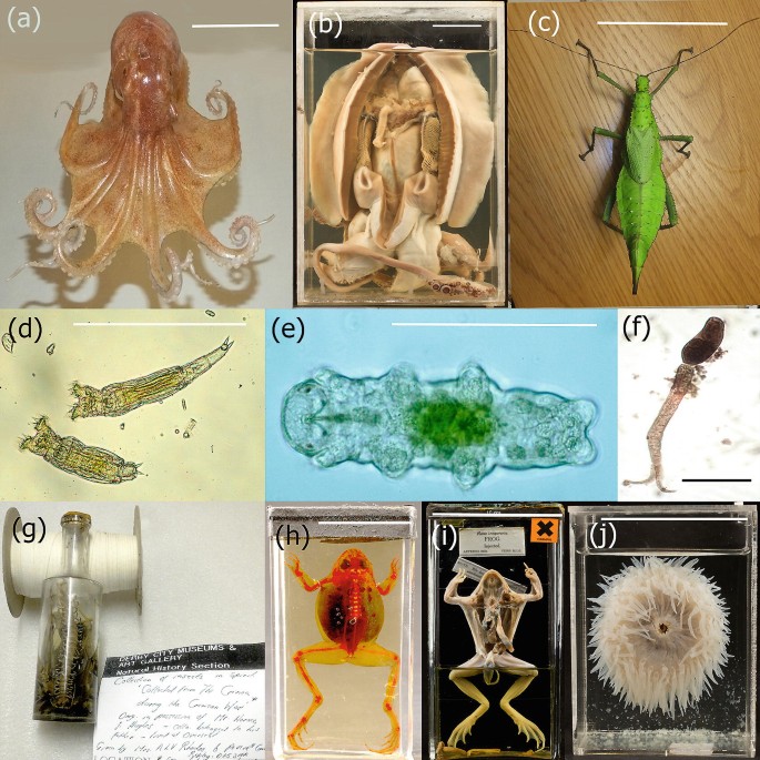 Fluid Preservation of Zoological Specimens | SpringerLink