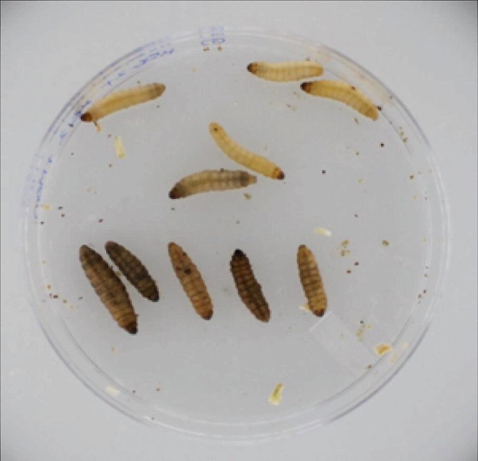 Use of Greater Wax Moth Larvae (Galleria mellonella) as an
