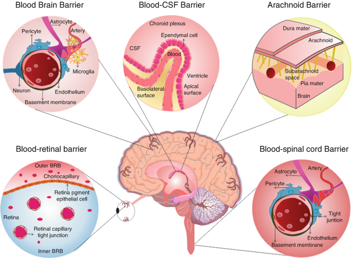An Overview of the Blood-Brain Barrier | SpringerLink