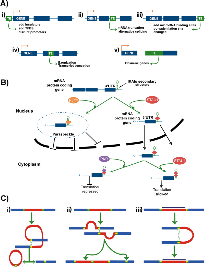 PDF] The population dynamics of transposable elements