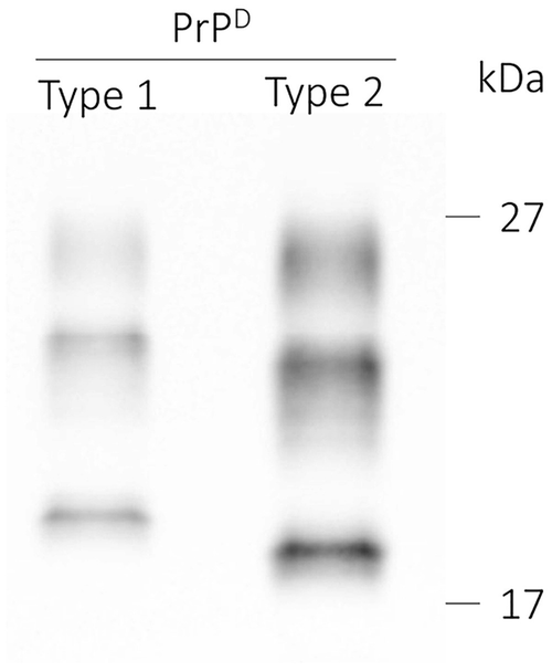 Diseases  SpringerLink