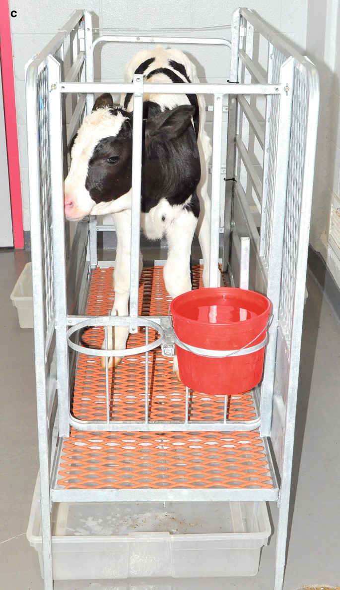 Calf Clinical Model of Cryptosporidiosis for Efficacy Evaluation of  Therapeutics | Springer Nature Link (formerly SpringerLink)