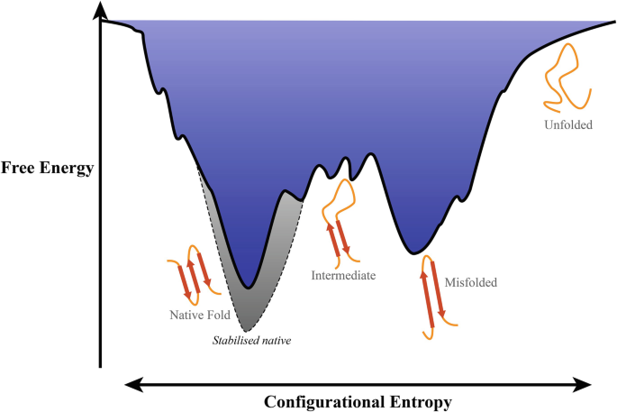 New method expertly evaluates protein folding stability on a large scale