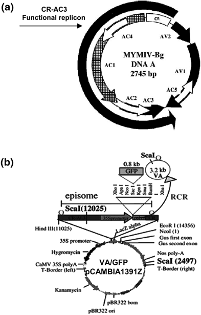 figure 14_1_978-1-59745-191-8