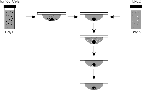 Generation of Multicellular Tumor Spheroids by the Hanging-Drop Method |  SpringerLink