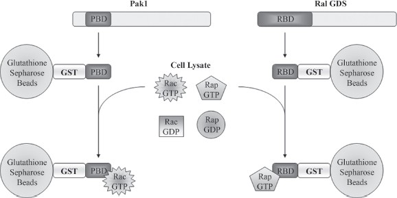 Rac and Rap GTPase Activation Assays | Springer Nature Link