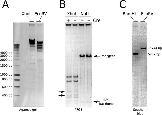 figure 17_4_147593_2_En