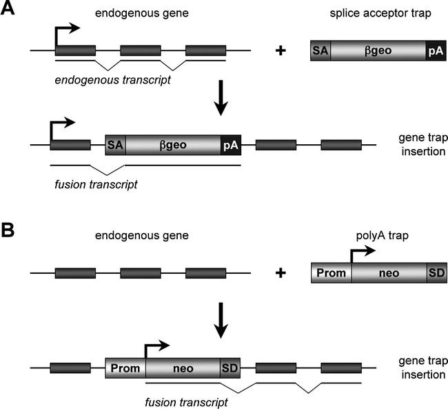 Gene-Trap Vectors and Mutagenesis | SpringerLink