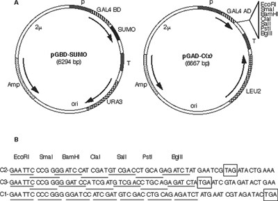 Purification of bulk SUMO conjugates from yeast. A, schematic of the